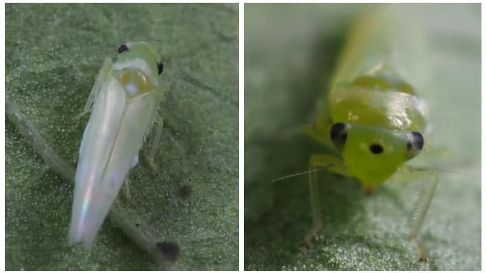 ウメ、アンズ、モモなどにヨコバイ科の一種　多摩地域などで初確認
