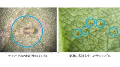 イチゴのハダニ類　過去10年で最高の寄生株率