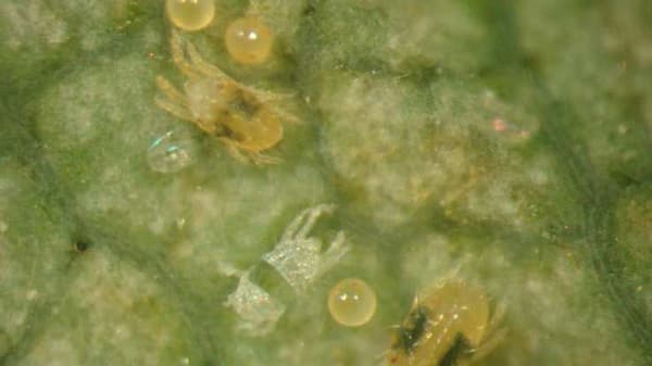 イチゴにハダニ類　県下全域で発生