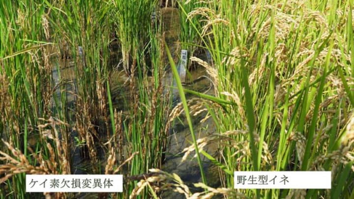 イネの安定多収に欠かせないケイ酸チャネルの構造基盤を解明　岡山大学