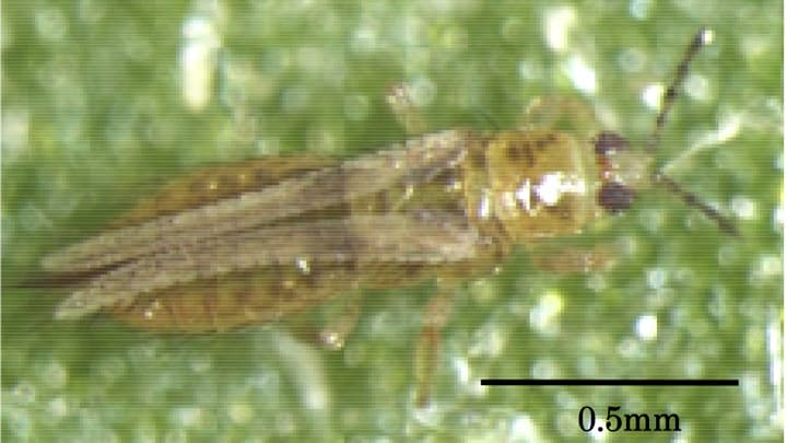 小ギクにアザミウマ類　沖縄本島などで発生