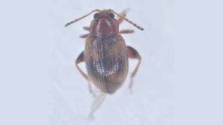 ナスにタバコノミハムシ県内で新発生