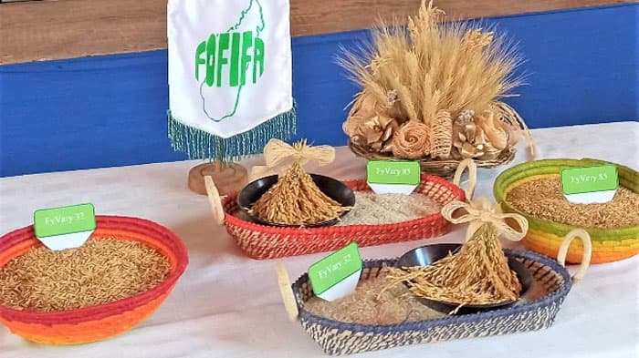 養分欠乏下で高い生産性　イネの新品種「FyVary」マダガスカルで登録　国際農研
