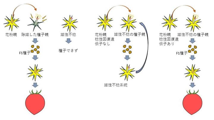 トマトの雄性不稔に関わる遺伝子候補を特定　トマトの低コストF1採種へ　かずさDNA研究所