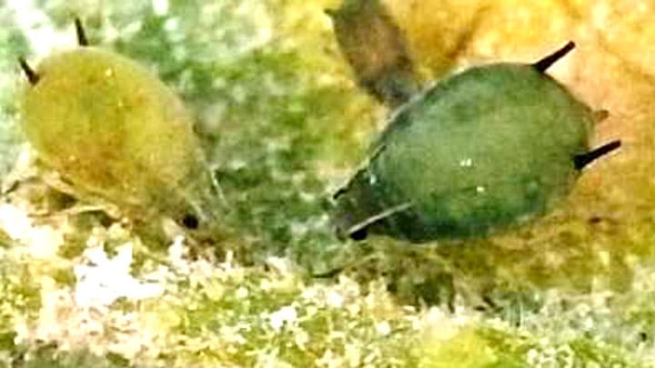 かぼちゃにアブラムシ類　石垣島で平年より多発生