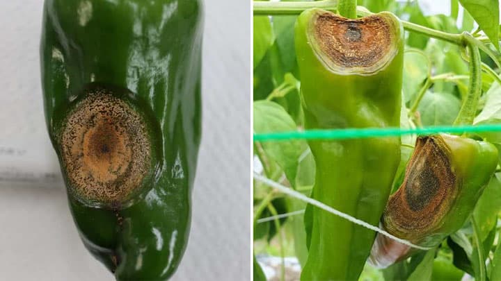 ピーマン及びトウガラシ類炭疽病　県内で新発生
