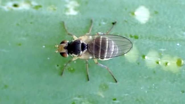ネギハモグリバエB系統　県内で初確認