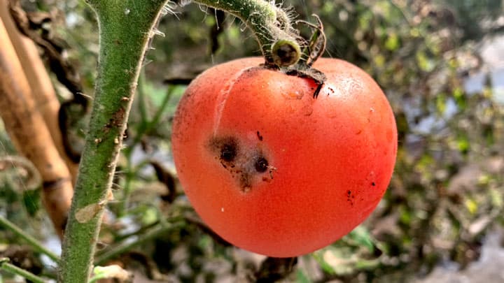 トマトキバガ（チョウ目キバガ科）　県内で確認