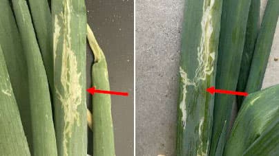 ネギハモグリバエ バイオタイプB県内で新発生奈良県