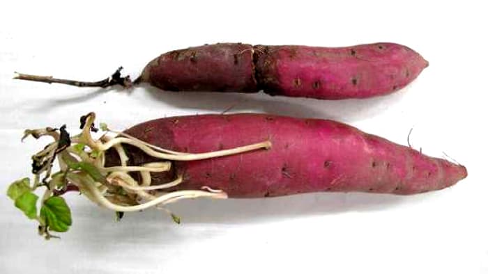 サツマイモ基腐病　県内で新発生　育苗時からの防除徹底を