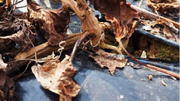 サツマイモ基腐病　県内で新発生　中西部のサツマイモ栽培ほ場で確認