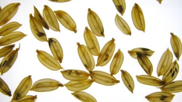 猛暑年に国内水稲の高温不稔の実態を調査　モデル化で将来予測も可能に　農研機構