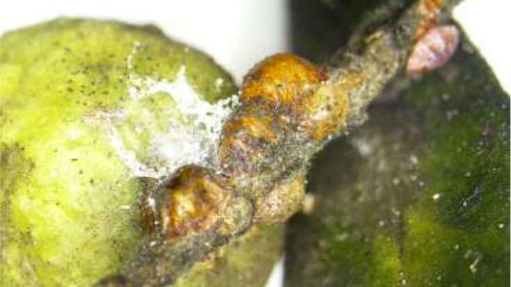 オリーブにハンエンカタカイガラムシ　国内で初めて確認