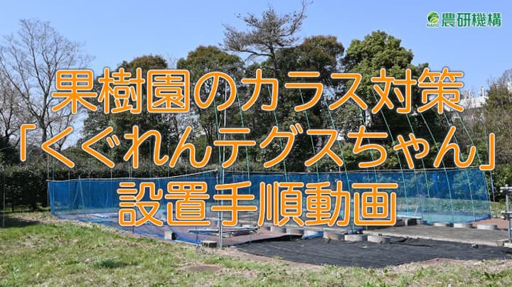 果樹園のカラス対策「くぐれんテグスちゃん」設置手順動画を公開　農研機構