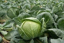 種子から出荷までバリューチェーン構築　シンジェンタ