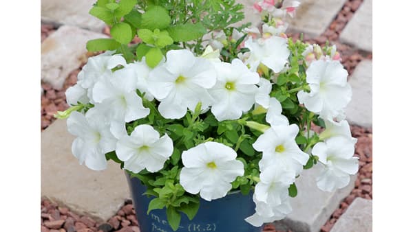 「よく咲くペチュニア」ブランドに純白色が登場　サカタのタネ