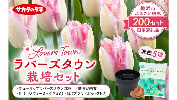 横浜市限定チューリップ「ラバーズタウン」ふるさと納税返礼品に出品　サカタのタネ