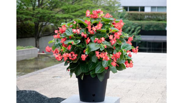 ベゴニア「バイキングXL」シリーズ　営利生産者向け種子を発売　サカタのタネ