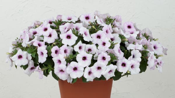 「ビューティカル」発売5周年　初の寒色系品種を限定販売　サカタのタネ