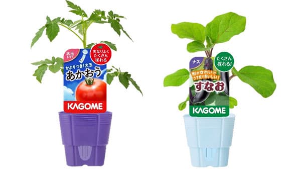 カゴメオリジナル品種家庭園芸用苗　大玉トマトと収量安定ナスを新発売