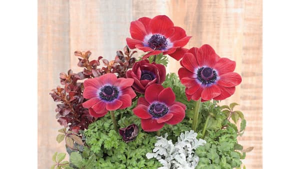 早春に彩り　アネモネ「ポルト チョコレート」新発売　サカタのタネ
