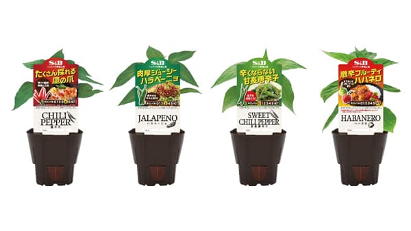 暑い夏を「唐辛子」で盛り上げる「S&Bハーブ苗」苗サンプリング＆コラボ動画公開