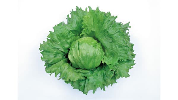 レタスの新品種「ターンオーバー」発売　べと病耐病性・在圃性に優れる晩抽性　サカタのタネ