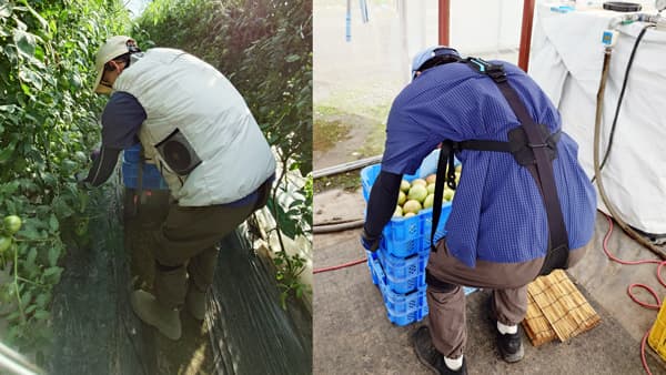 農業分野初「マッスルスーツSoft-Power」と「COOL-VEST」を同時導入　イノフィス