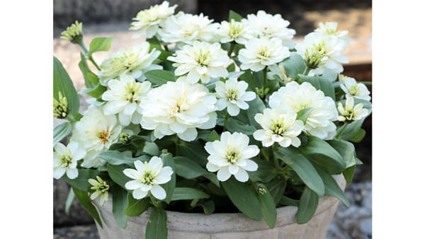 サカタのタネのジニア「Profusion Double White Improved」AASで金賞受賞