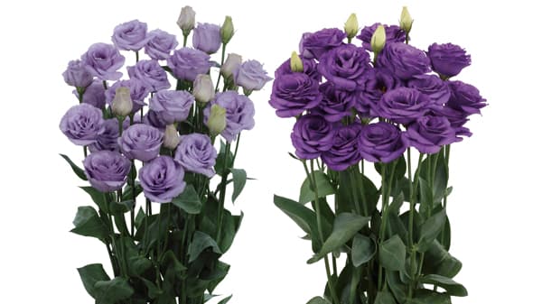 高温期に向くバラ咲き　トルコギキョウ新品種を発売　サカタのタネ