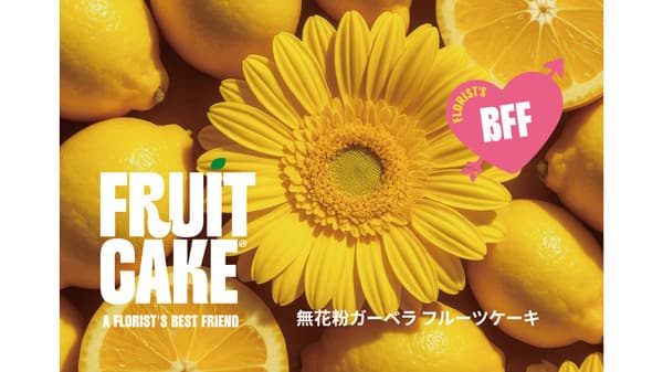 「無花粉ガーベラ フルーツケーキ」ブランド本格始動　デュメンオレンジジャパン