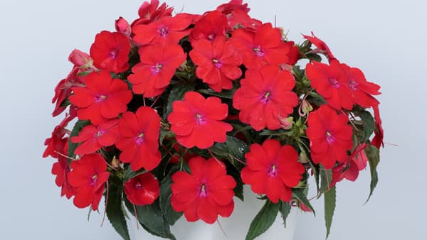 インパチェンス「サンパティオ スカーレット」限定販売　サカタのタネ