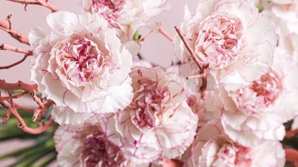 切り花カーネーションの試作圃場　愛知県に移転　デュメンオレンジ