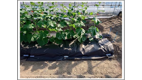 和紙の製造技術を応用した農業用マルチシート「和紙マルチ」販売開始　日本製紙パピリア