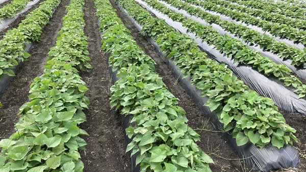 トウモロコシ・サツマイモ栽培向け生分解性マルチフィルム「ビオらいと」新発売　アキレス