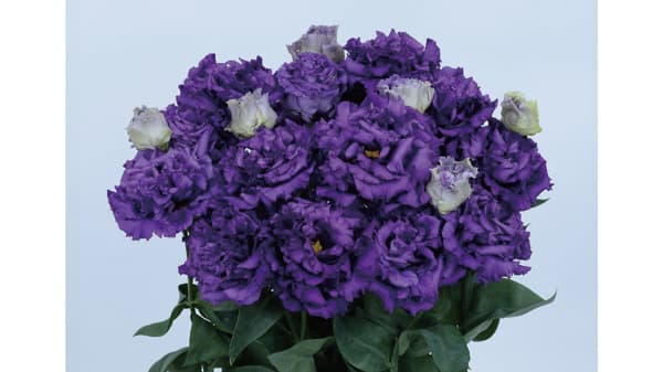 トルコギキョウ「ボヤージュ（2型）ブルー（ver.3）」新発売　サカタのタネ