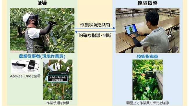 【スマート農業】佐渡島「おけさ柿」栽培で遠隔指導の実証実験開始　ＮＴＴドコモ