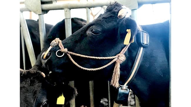 肥育牛向け「起立困難」検知機能の試験提供開始　ファームノート