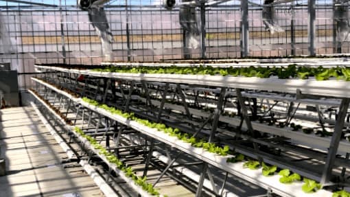 水耕栽培農園に育成不良苗検出システム導入　丸紅ネットワーク