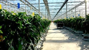 北茨城でオランダ式ダッチライト型ガラスハウス建設開始　タカミヤ