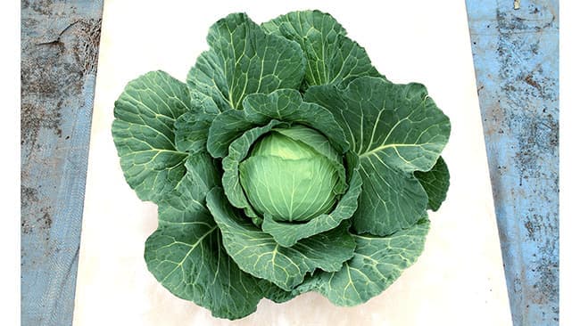 キャベツの新品種「がいな」　21年１月発売－サカタのタネ