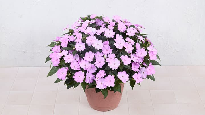 「サンパチェンス」「サンパティオ」モニターキャンペーン実施　サカタのタネ