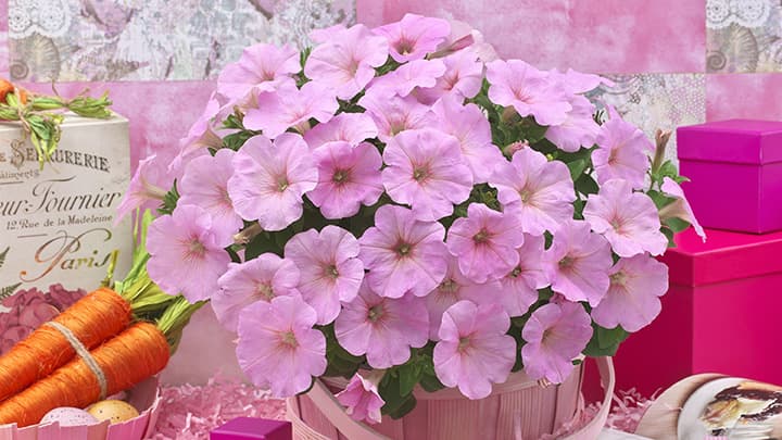 人気のペチュニア「F1ディーバ」に新色「ピンクリップ」追加　タキイ種苗