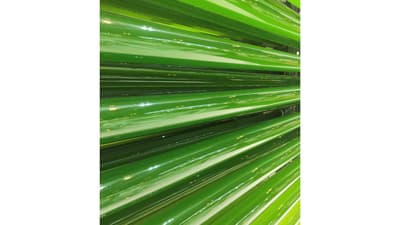 微細藻類由来のバイオスティミュラント「パナケア」発売　横河バイオフロンティア