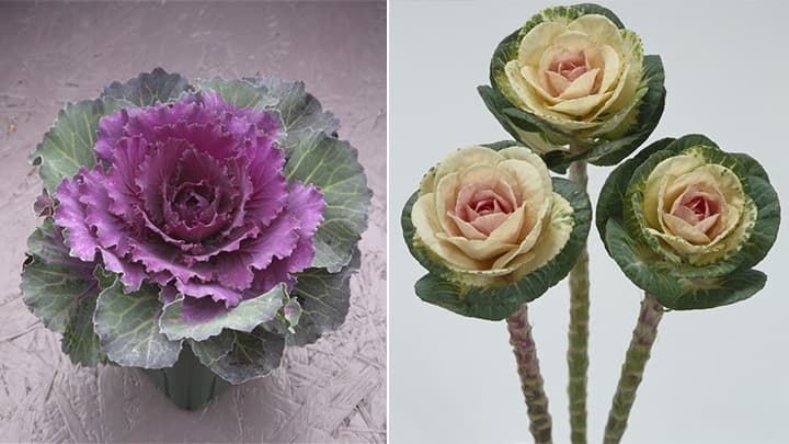 今が植え時の「ハボタン」寄せ植えなどポイント紹介　タキイ種苗