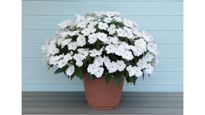 サンパチェンスに「ホワイト」と「スイートハート」限定販売　サカタのタネ