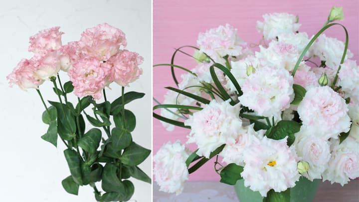 トルコギキョウの2022新品種　ベビーピンクなど6種を新発売　サカタのタネ