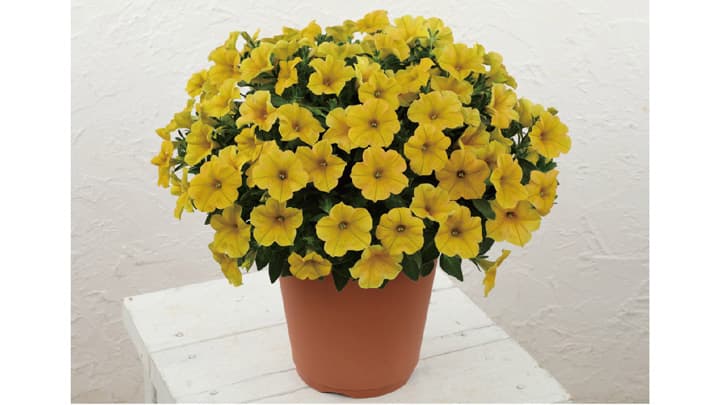 雨でもあでやか「ビューティカル」にイエローとホワイト限定販売　サカタのタネ