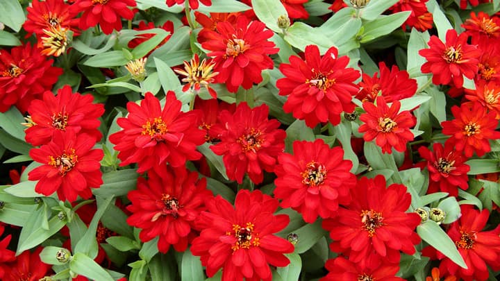 濃い赤色で八重咲き　ジニア新品種『プロフュージョンダブルレッド』発売　サカタのタネ