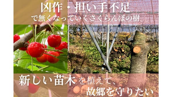 稼げる農業経営モデル確立へ　山形の若手さくらんぼ農家がクラファン開始